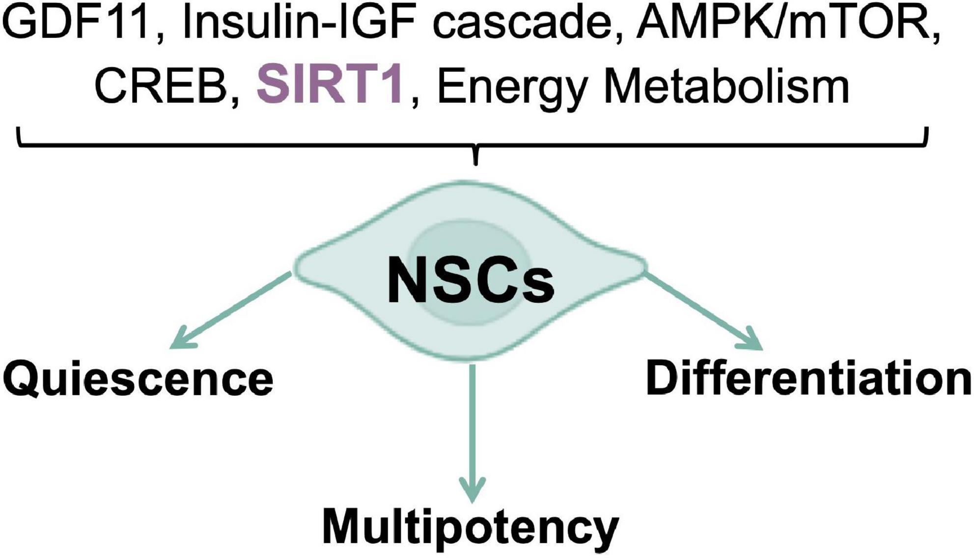 Sirtuins and redox signaling interplay in neurogenesis, neurodegenerative diseases, and neural cell reprogramming